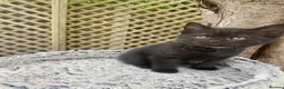 Mixed Breed cats for sale: British short hair cross kittens - Advert 6