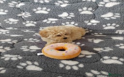 Maltipoo dogs for sale:  Maltipoo puppies  mix litter - Image 11