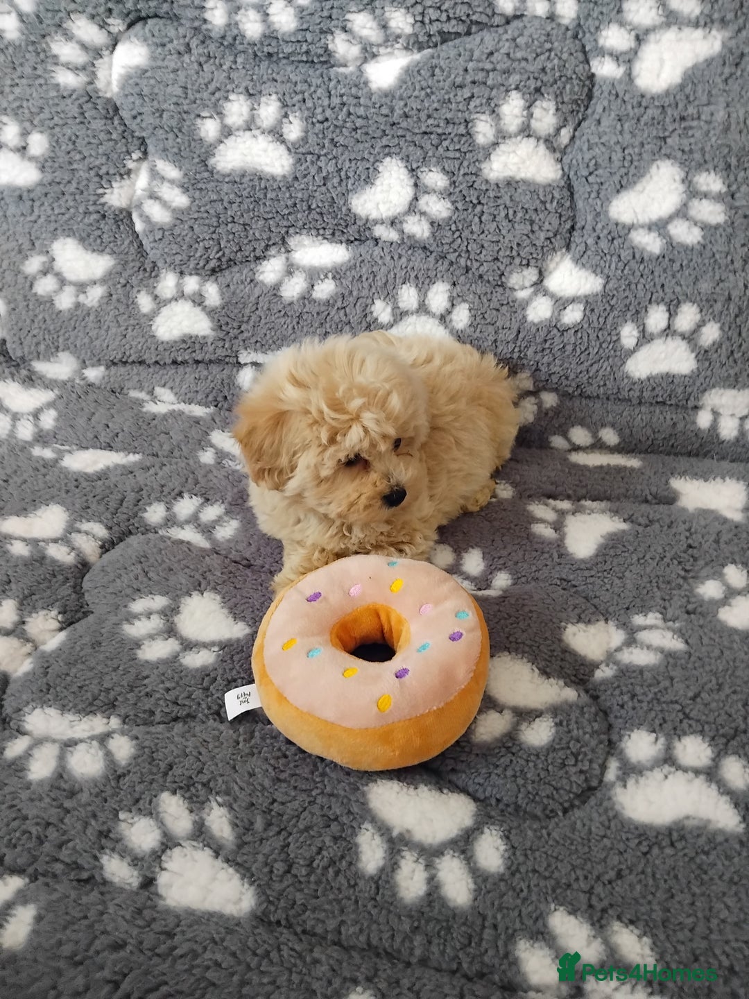 Maltipoo dogs for sale:  Maltipoo puppies  mix litter - Image 11