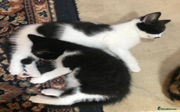 Mixed Breed cats for sale: 2 beautiful kittens  - Image 7