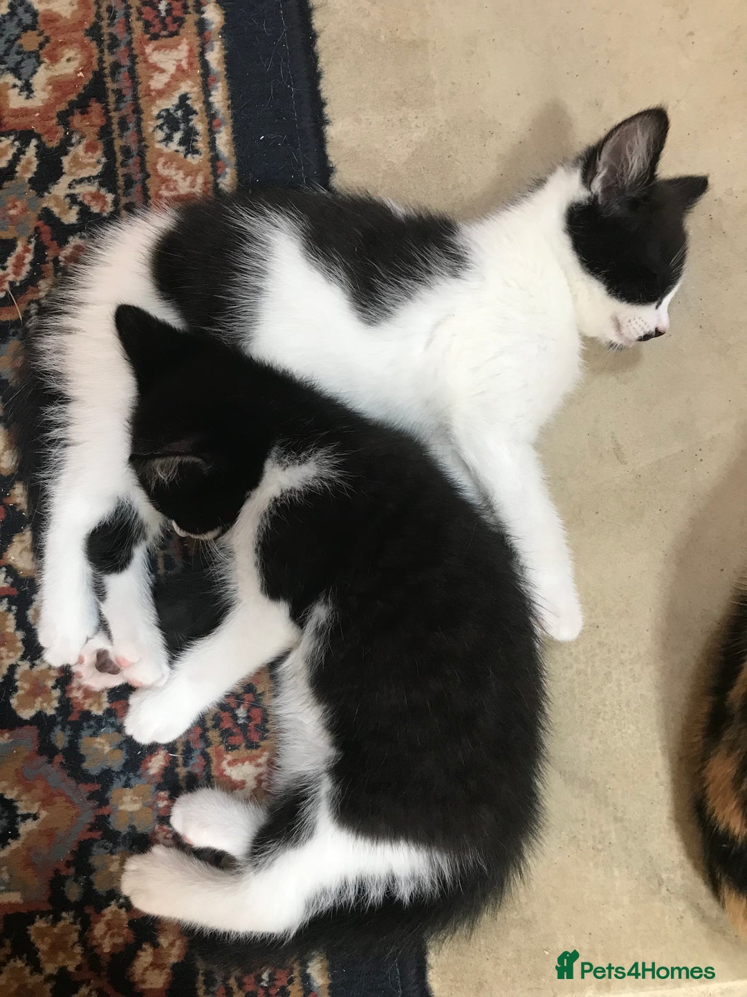Mixed Breed cats for sale: 2 beautiful kittens  - Image 7