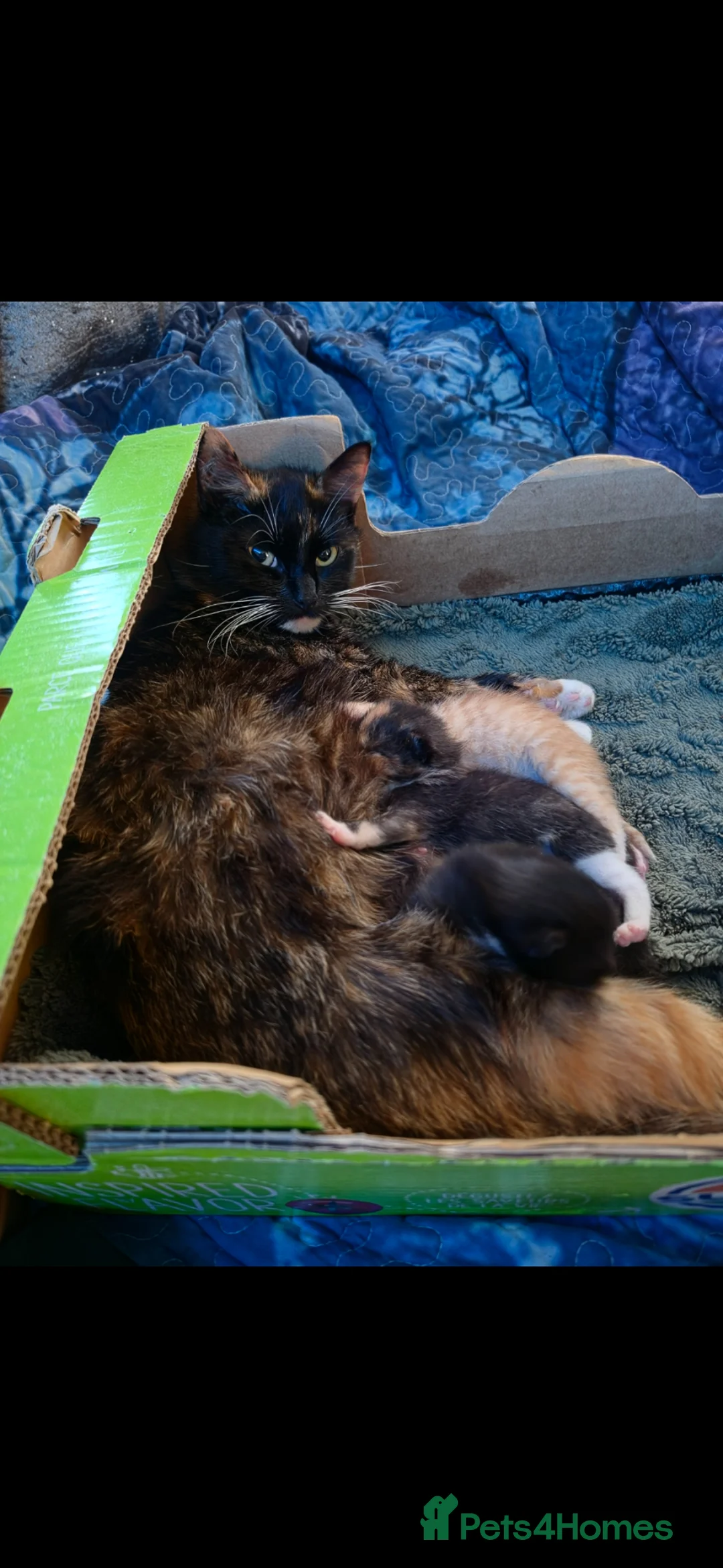 Mixed Breed cats for sale: 2 beautiful male kittens  - Advert 1