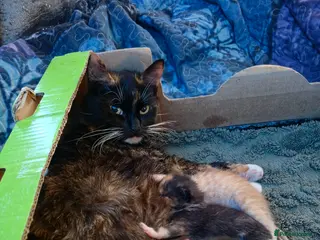 Mixed Breed cats 2 beautiful male kittens - Advert 3