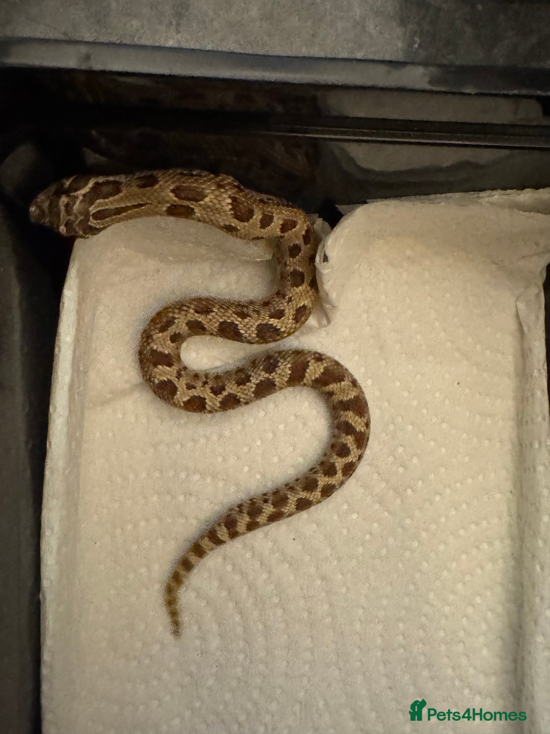 Snake reptiles for sale: Hognose babies  - Advert 3