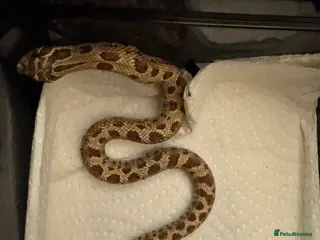 Snake reptiles Conda female Hognose babies - Advert 7