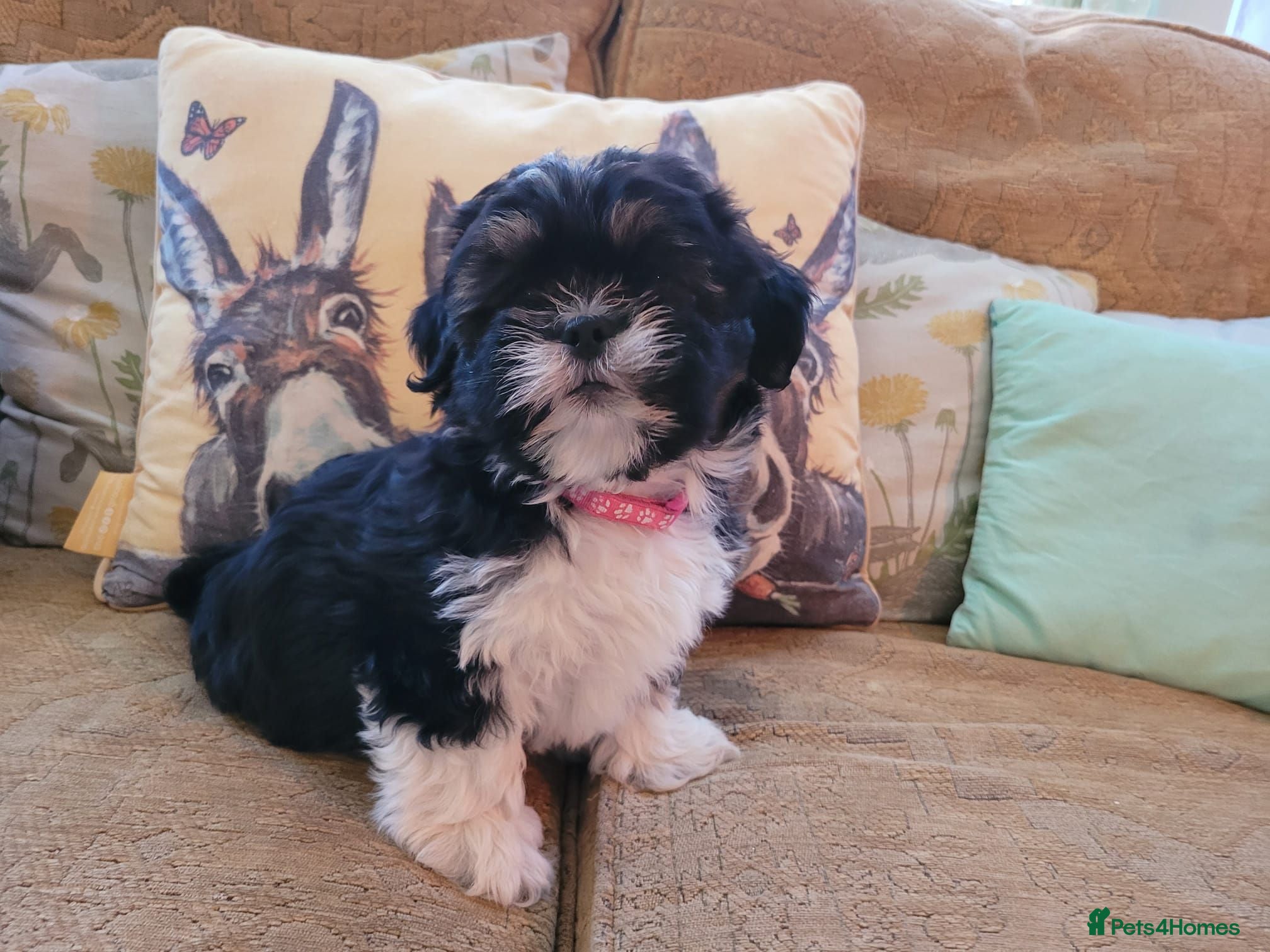 Lhasa Apso dogs Lhasa Apso — Ready to go! Beautiful Babies. - Advert 1