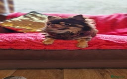 Chihuahua dogs for sale: Gorgeous Chocolate longcoat thailand import male  - Image 5