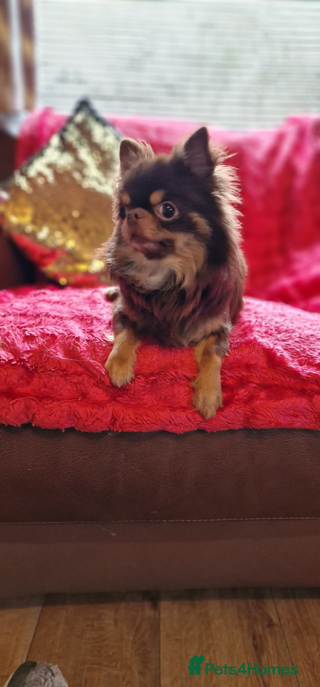 Chihuahua dogs for sale: Gorgeous Chocolate longcoat thailand import male  - Image 5