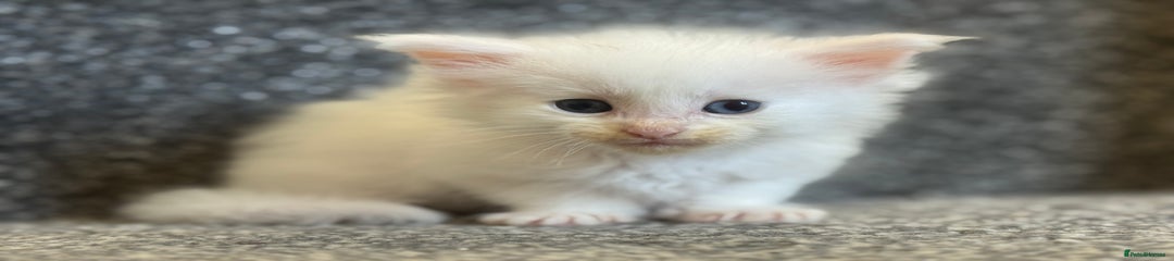 Stuart little - Smaller 