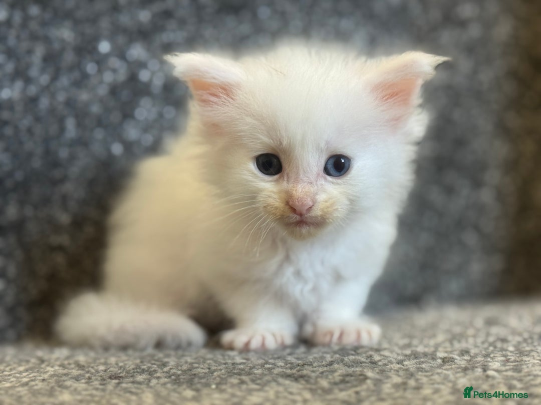 Maine Coon cats for sale: Mainecoon pure kittens  - Image 4