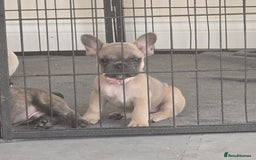 French Bulldog dogs for sale: One adorable female 🩷 French Bulldog Puppy  - Image 1