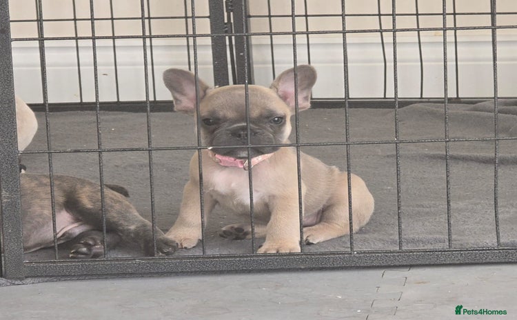 French Bulldog dogs - Advert 7
