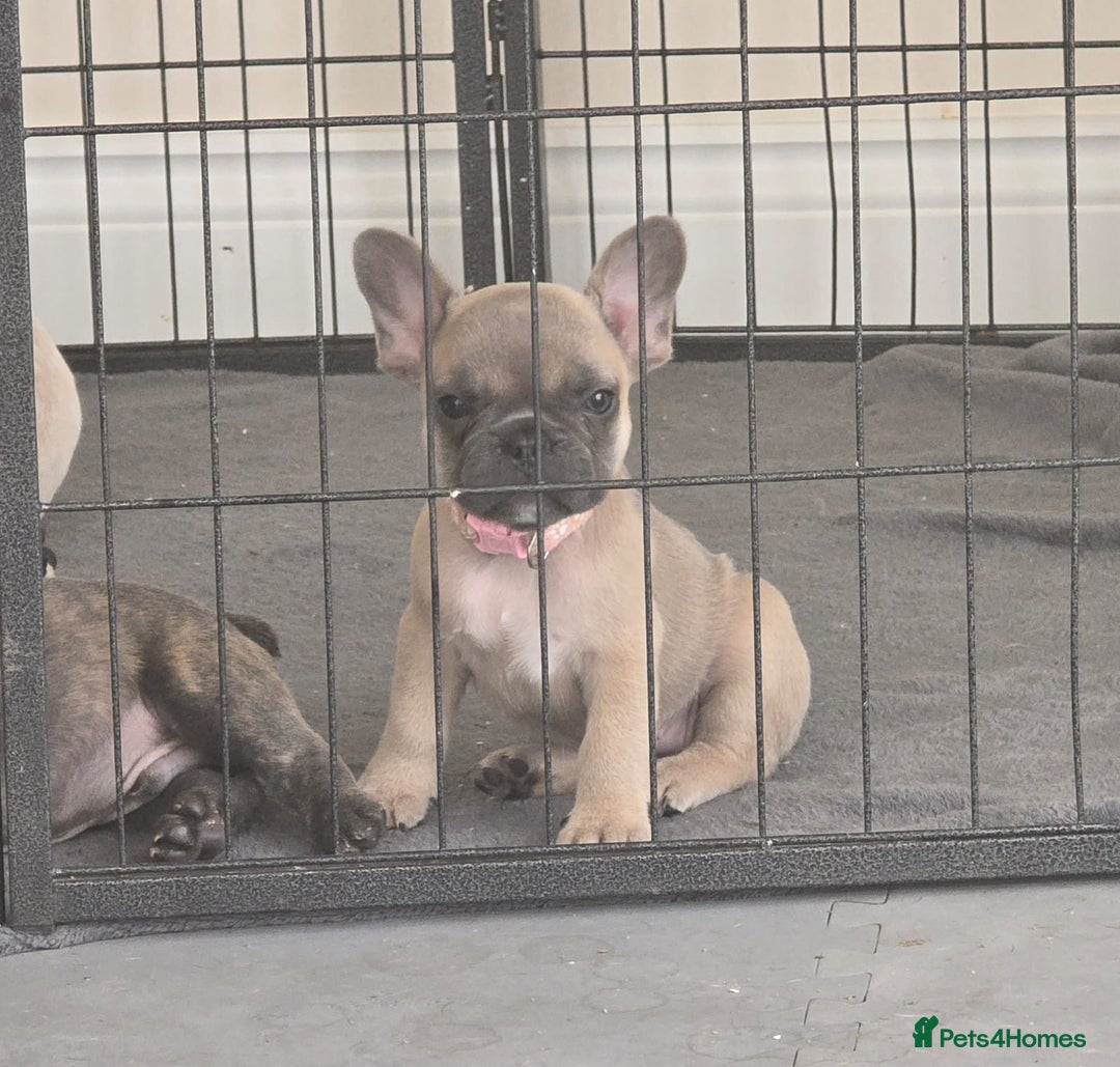French Bulldog dogs for sale: One adorable female 🩷 French Bulldog Puppy  - Image 1