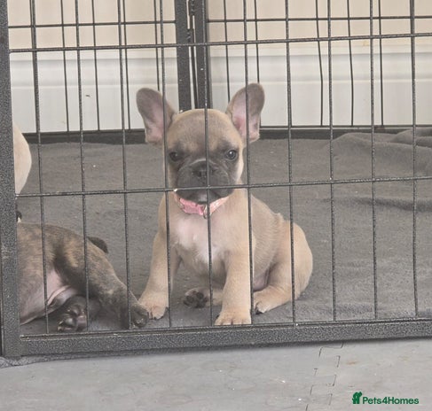 French Bulldog dogs - Advert 14