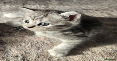 Persian cats - Advert 3