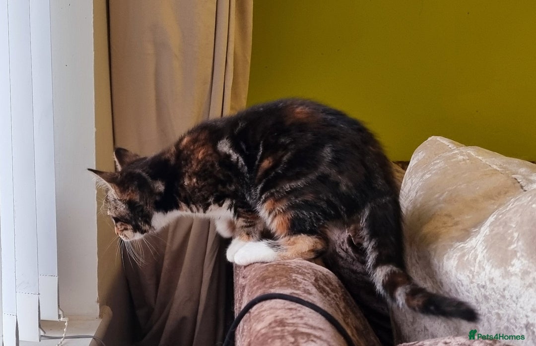 British Shorthair cats for sale: Beautiful kitten for sale - Advert 4