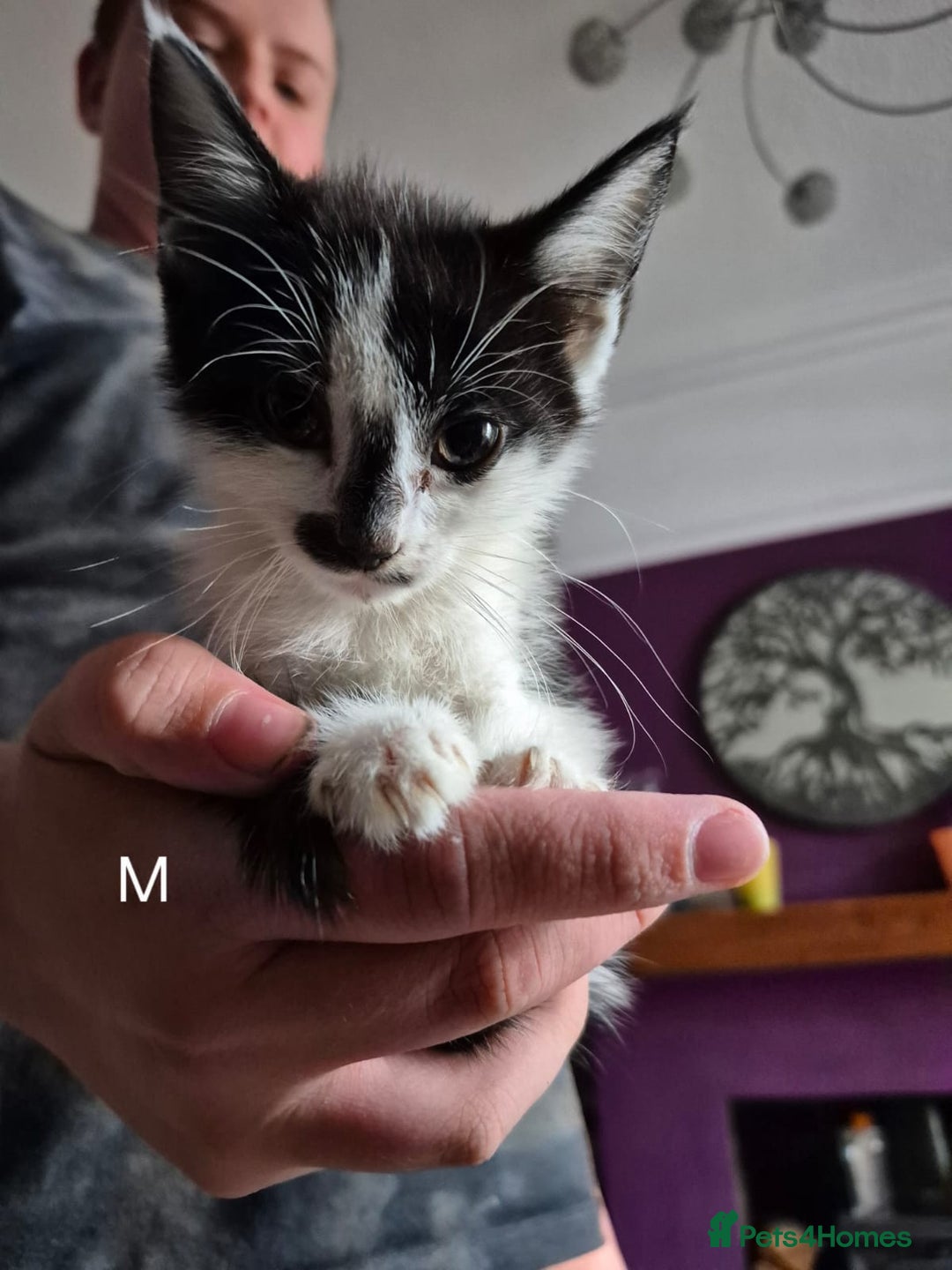 European cats for sale: Kittens for sale  - Image 7