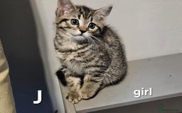 Maine Coon cats for sale: Maine coon cross kittens  - Advert 18