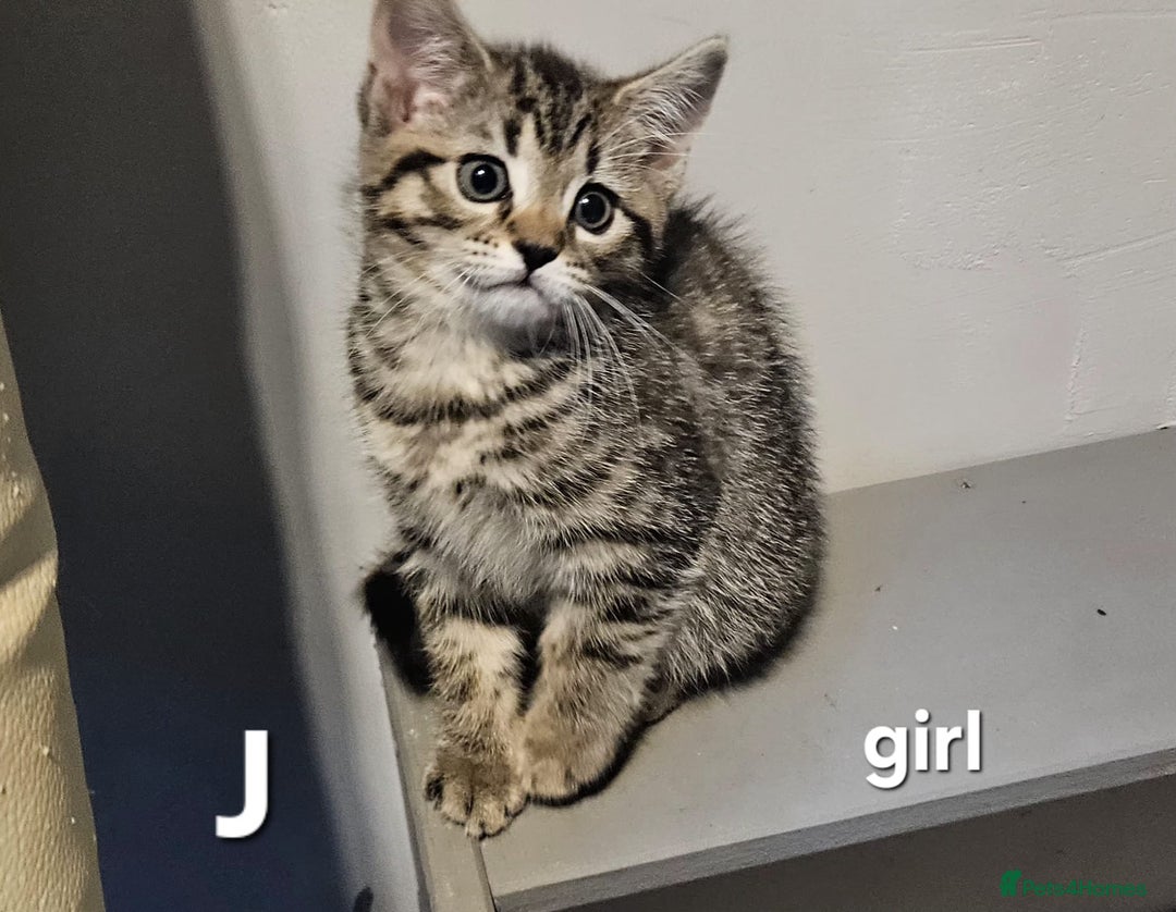 Maine Coon cats for sale: Maine coon cross kittens  - Advert 18