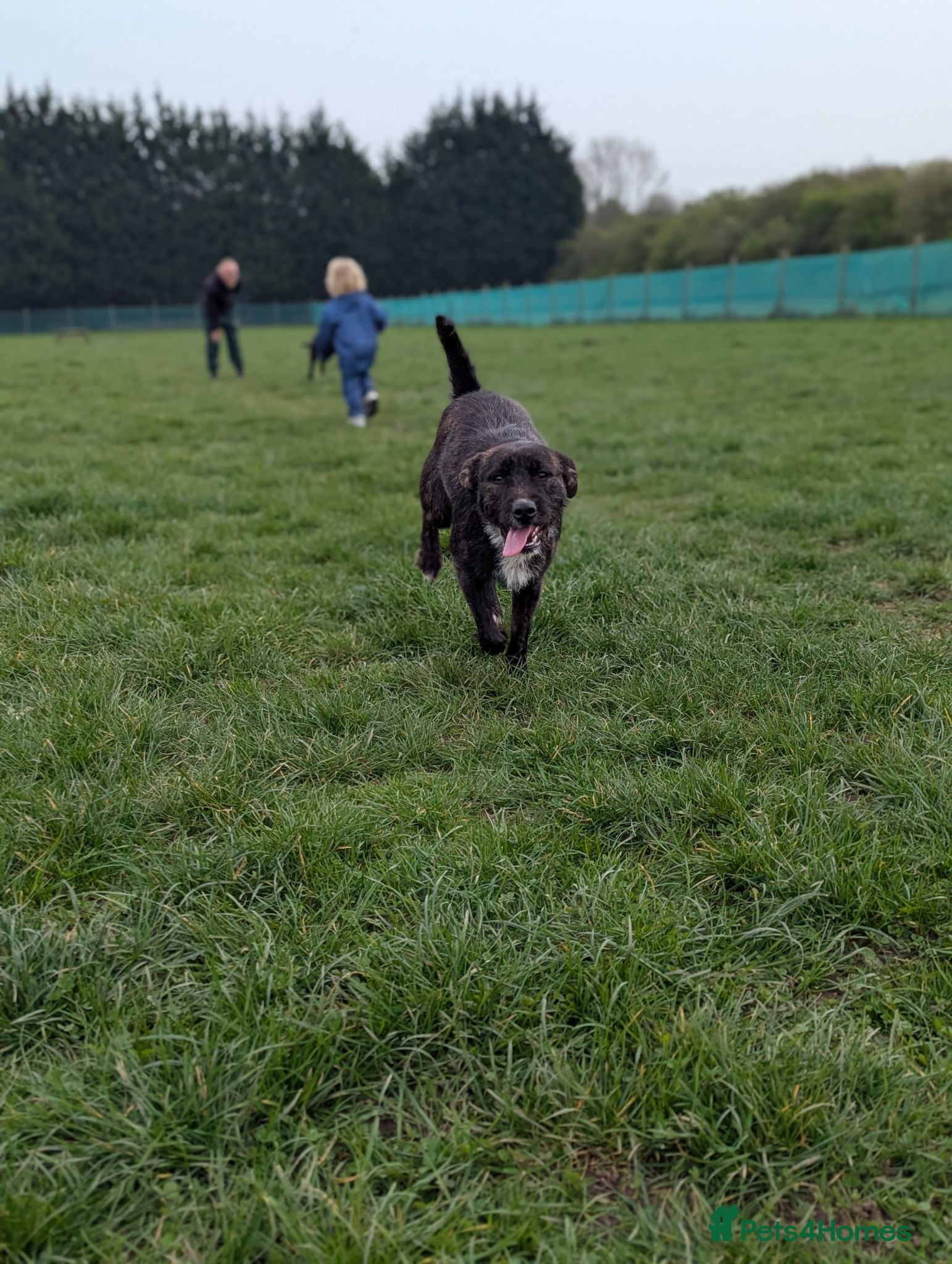 Mixed Breed dogs Poppy ❤️ Needs A New Home  - Advert 2