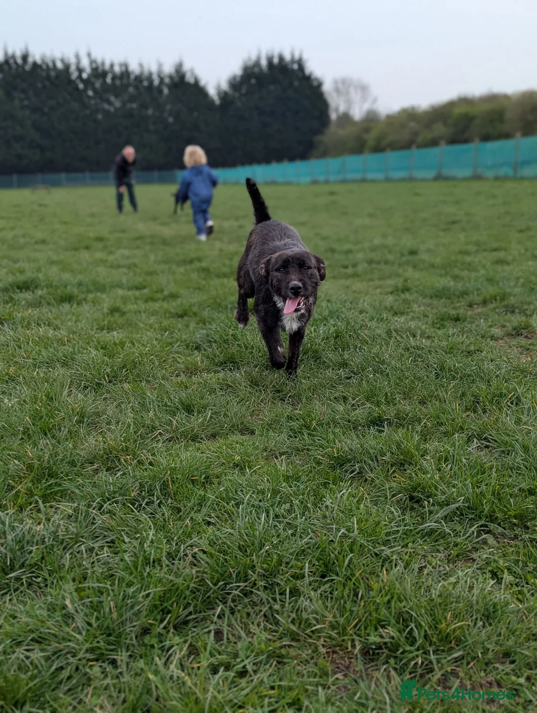 Mixed Breed dogs for sale: Poppy ❤️ Needs A New Home  - Advert 1