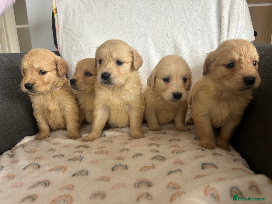 Golden Retriever dogs for sale: Beautiful golden retriever litter 🐶⭐️ - Image 9