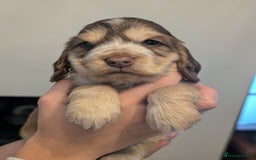 Cocker Spaniel dogs for sale: Quality Bred Show Type Cocker Spaniel Puppies - Image 10