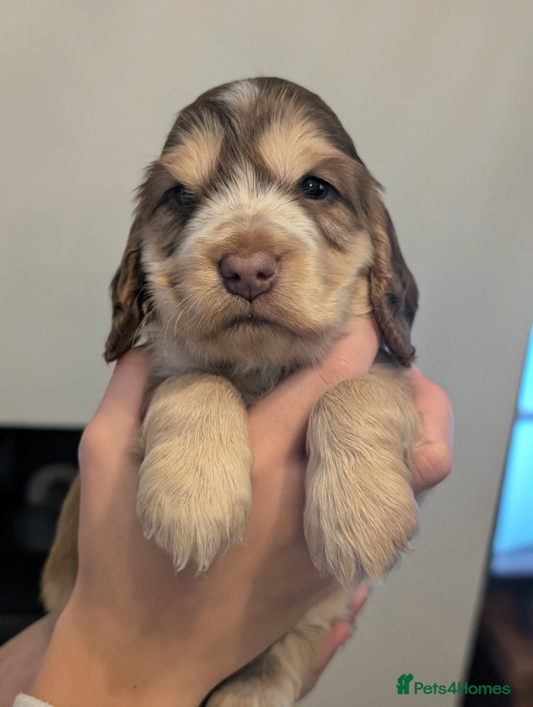 Cocker Spaniel dogs for sale: Quality Bred Show Type Cocker Spaniel Puppies - Image 10
