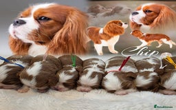 Cavalier King Charles Spaniel dogs for sale: Health tested, insured blenhiem CKCS puppies - Advert 1