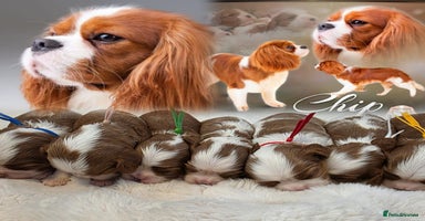 Cavalier King Charles Spaniel dogs - Advert 3
