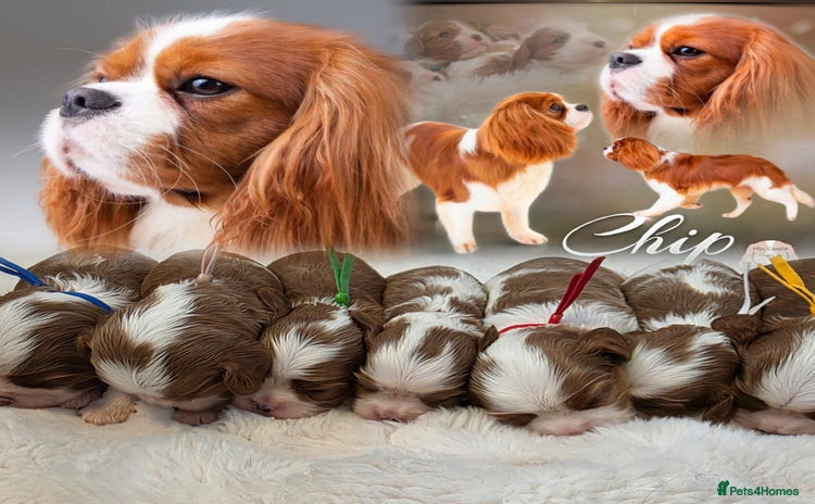 Cavalier King Charles Spaniel dogs - Advert 2