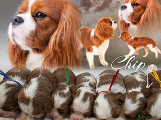 Cavalier King Charles Spaniel dogs - Advert 8
