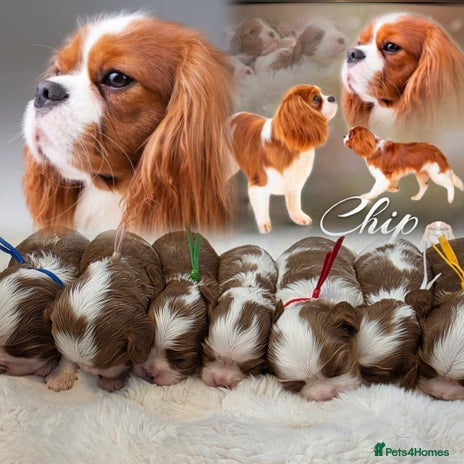 Cavalier King Charles Spaniel dogs - Advert 4