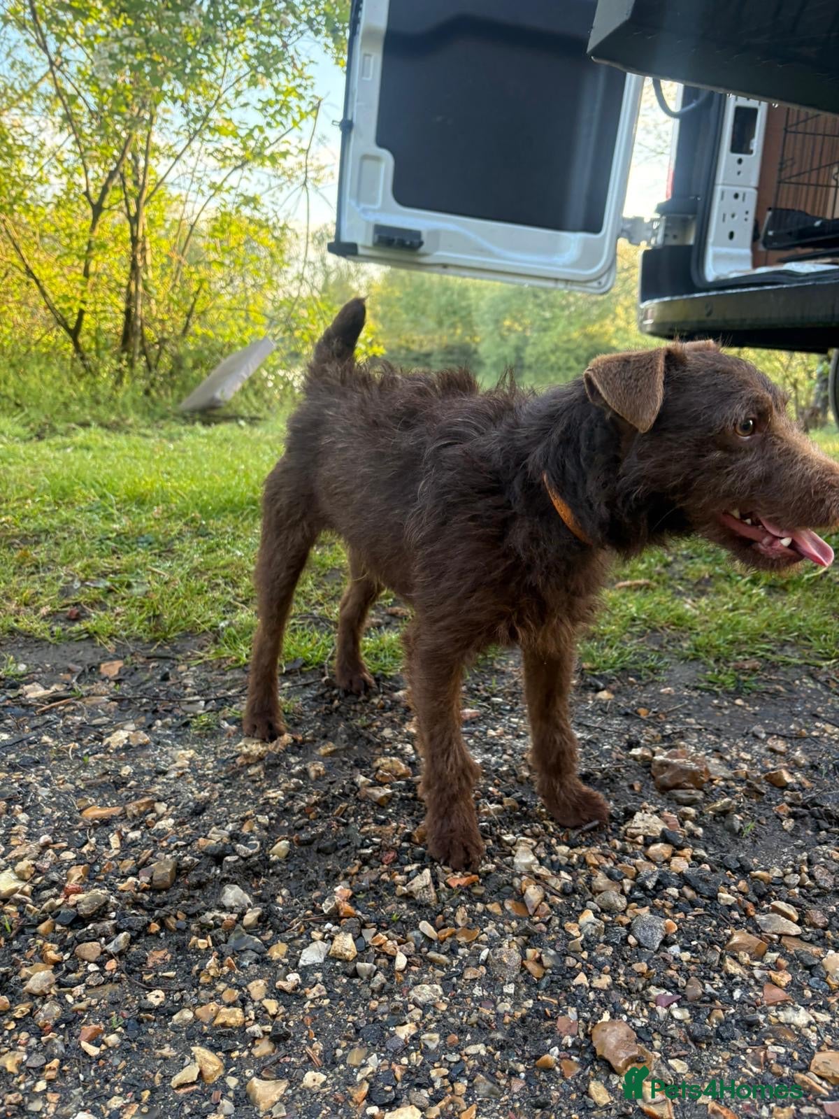 Patterdale Terrier dogs Male pattedale terrier   - Advert 1