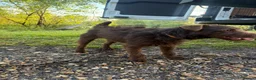 Patterdale Terrier dogs for sale: Male pattedale terrier   - Advert 1