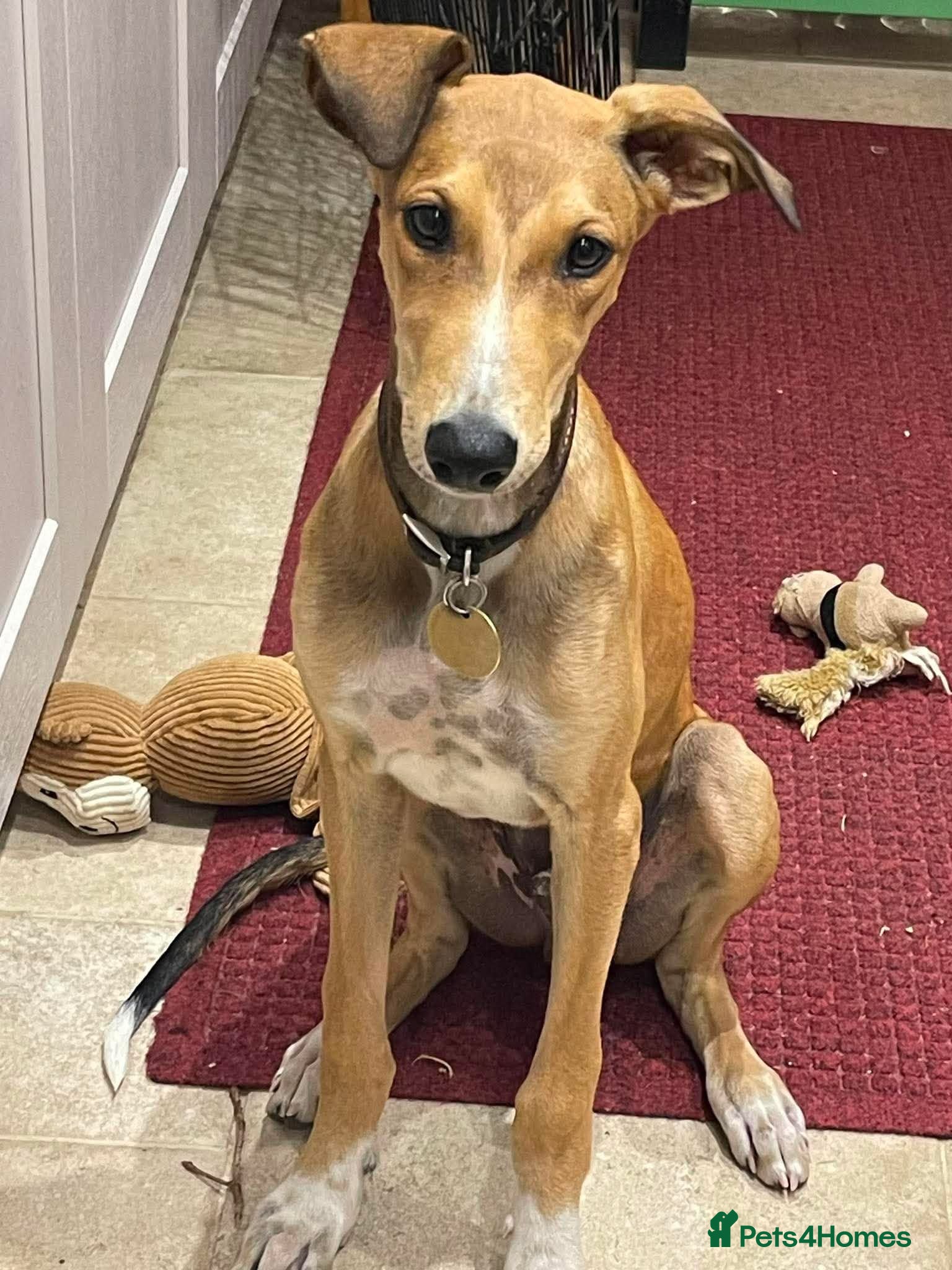 Mixed Breed dogs Little Orion 5 months old - Advert 1
