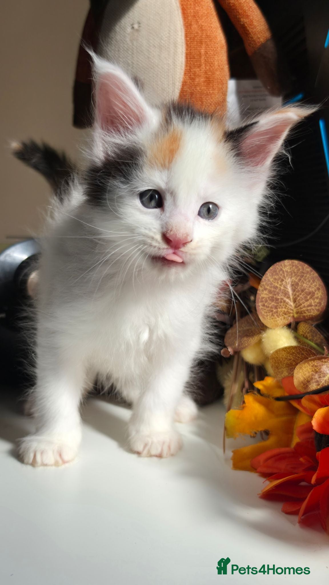Maine Coon cats Stunning Maine coon kittens  - Advert 1