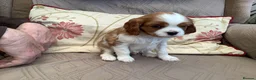 Cavalier King Charles Spaniel dogs for sale: Blenheim Cavelier King Charles Spaniel in Attleborough - Advert 5