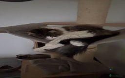 Mixed Breed cats for sale: Bonded brother cats  - Advert 4