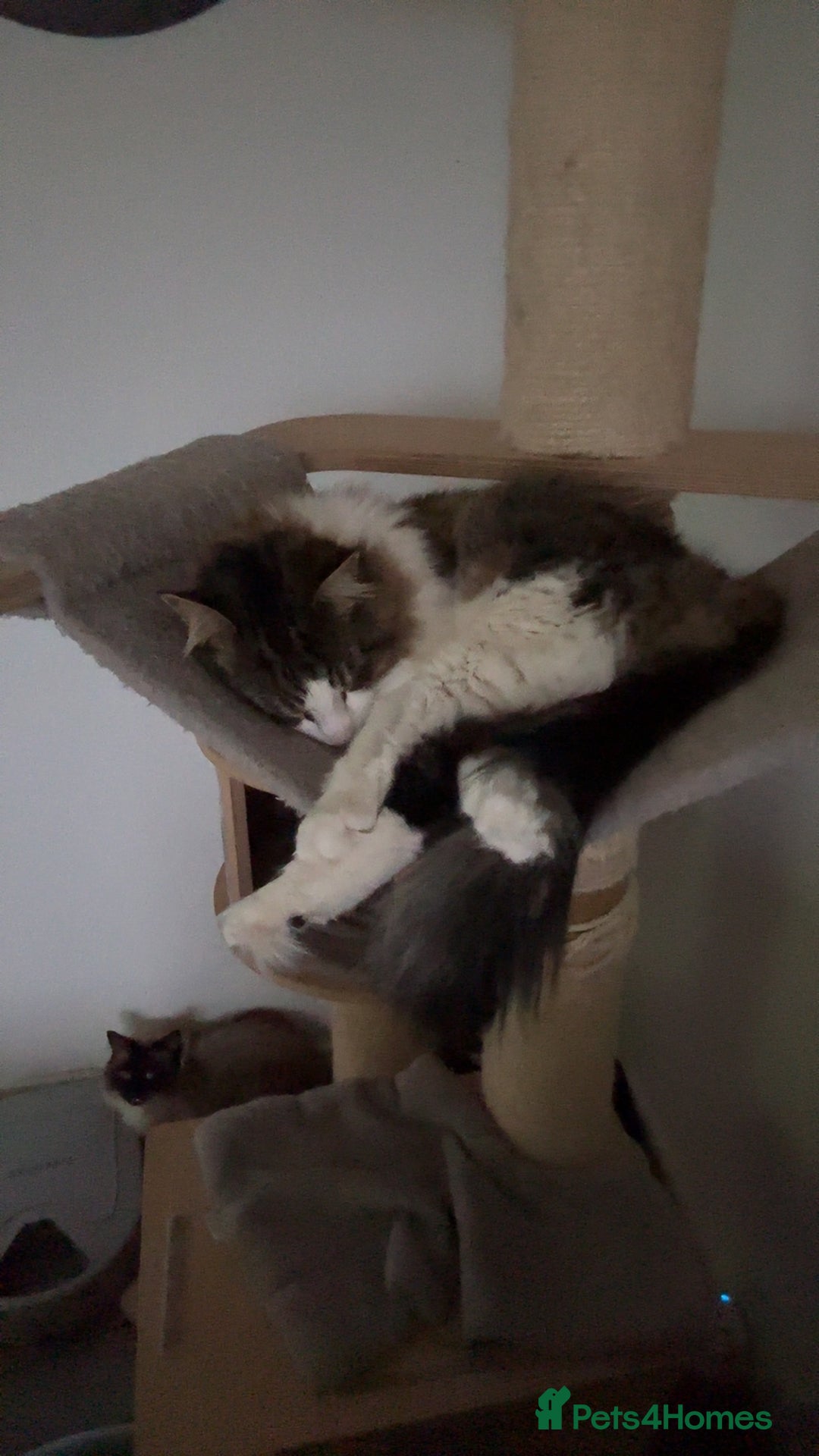 Mixed Breed cats for sale: Bonded brother cats  - Advert 4