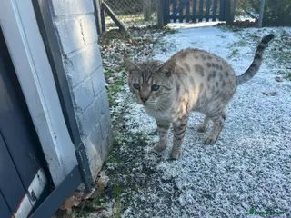 Bengal cats Adult Bengal male for sale - Advert 6