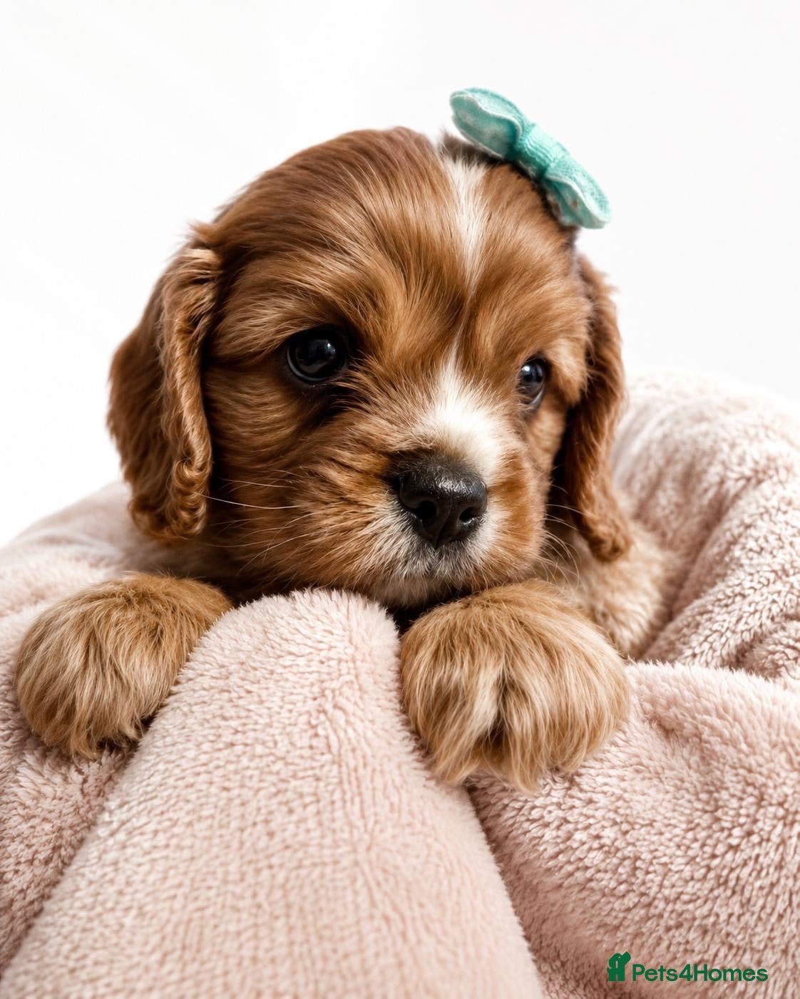 Cavalier King Charles Spaniel dogs Beautiful KC Registered Litter - Advert 2
