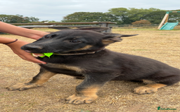 German Shorthaired Pointer dogs for sale: Working line straight back short coat gsd - Image 2
