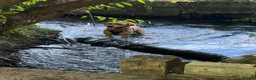 Labrador Retriever dogs for stud: Buddy  - Advert 10