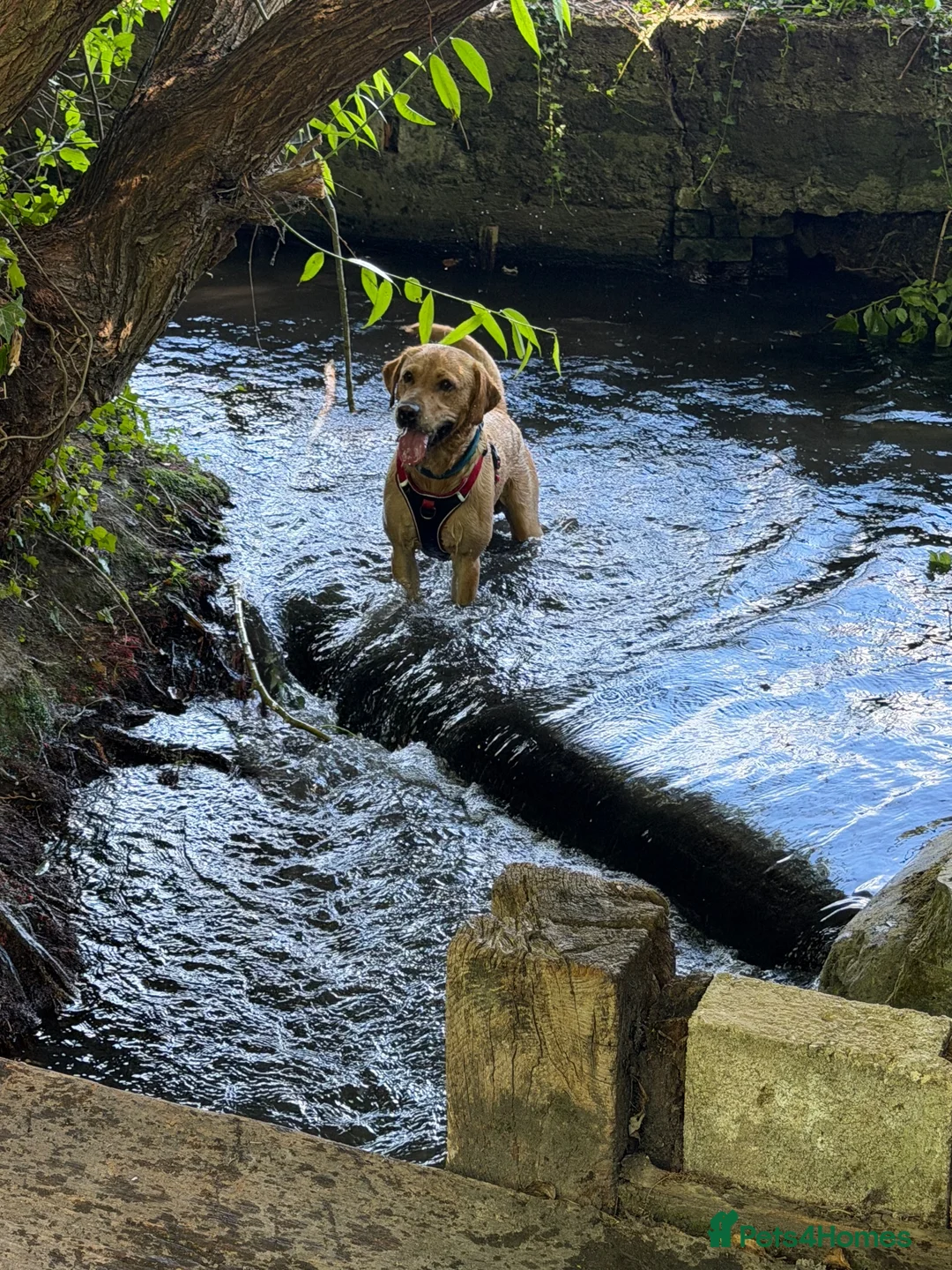 Labrador Retriever dogs for stud: Buddy  - Advert 11