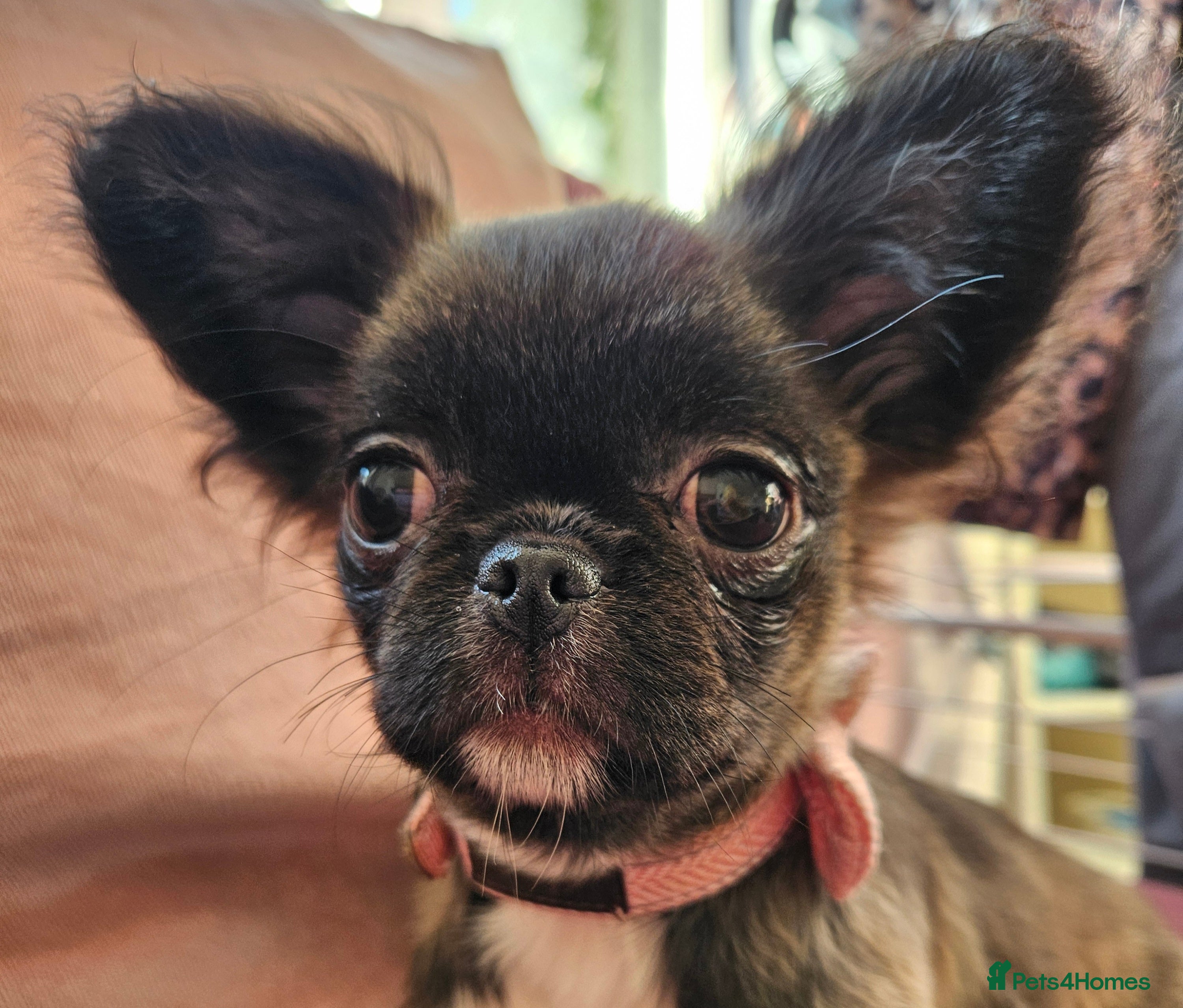 Chihuahua dogs Kennelclub licensed breeder, longhair chihuahua  - Advert 3