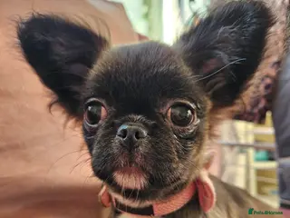 Chihuahua dogs Kennelclub licensed breeder, longhair chihuahua - Advert 3