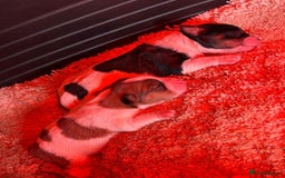 Mixed Breed dogs for sale: Lovely caver jack puppies for sale  - Advert 4