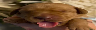 Labrador Retriever 4