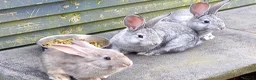 Continental Giant rabbits for sale: Continentals ready now - Advert 7